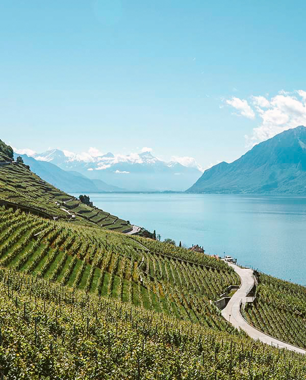 Lavaux vineyards